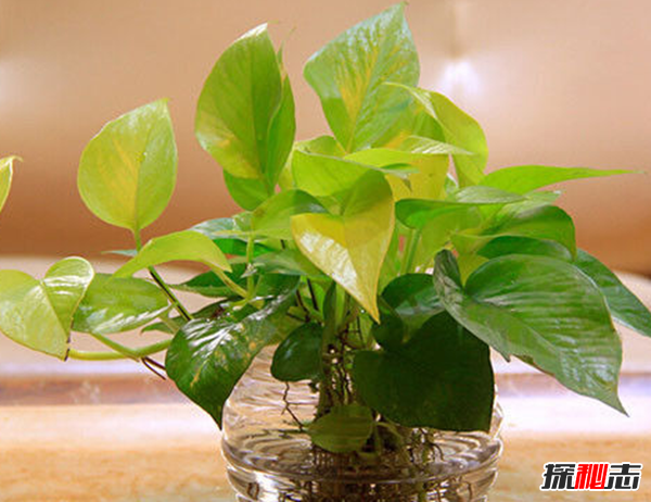 十种招鬼的花 黑法师能召唤地狱恶鬼(封建迷信)91 / 作者:UFO爱好者 / 帖子ID:104856