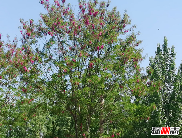 十种招鬼的树 芭蕉树易招惹阴秽之物(封建迷信)771 / 作者:UFO爱好者 / 帖子ID:104855