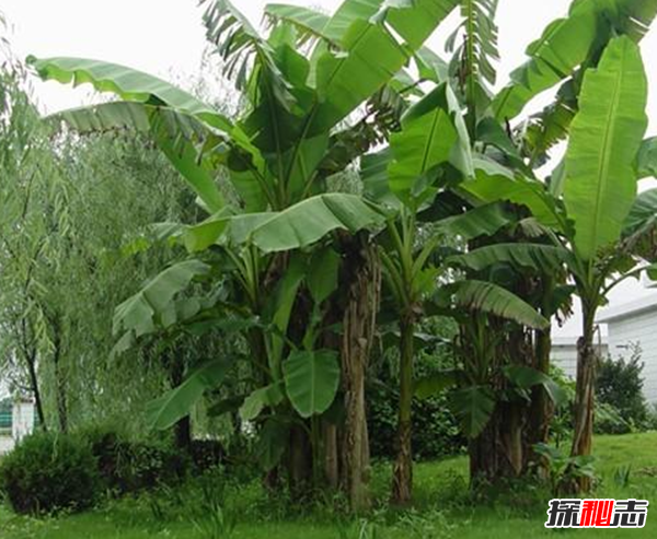 十种招鬼的树 芭蕉树易招惹阴秽之物(封建迷信)760 / 作者:UFO爱好者 / 帖子ID:104855
