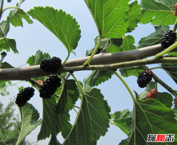 十种招鬼的树 芭蕉树易招惹阴秽之物(封建迷信)203 / 作者:UFO爱好者 / 帖子ID:104855
