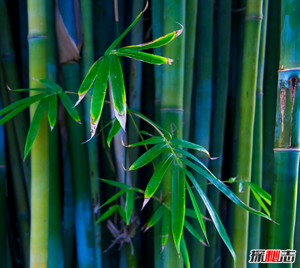 十种招鬼的树 芭蕉树易招惹阴秽之物(封建迷信)695 / 作者:UFO爱好者 / 帖子ID:104855