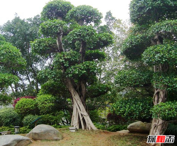 十种招鬼的树 芭蕉树易招惹阴秽之物(封建迷信)828 / 作者:UFO爱好者 / 帖子ID:104855