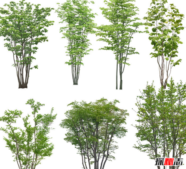 十种招鬼的树 芭蕉树易招惹阴秽之物(封建迷信)217 / 作者:UFO爱好者 / 帖子ID:104855
