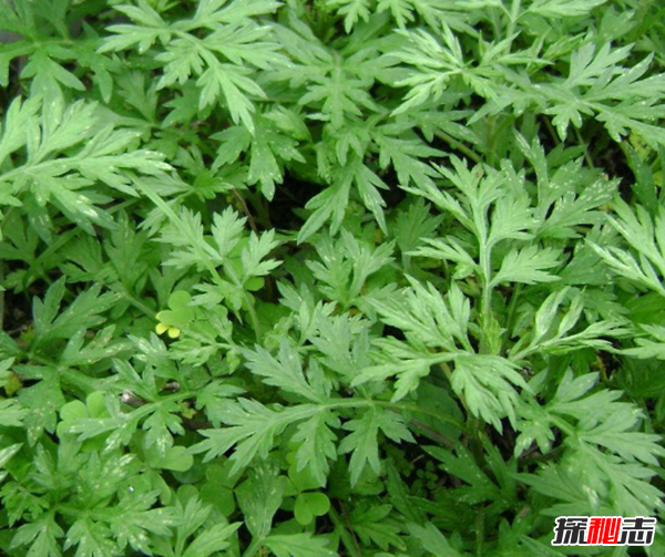 镇宅辟邪什么植物最好 十大镇宅辟邪的植物(封建迷信)958 / 作者:UFO爱好者 / 帖子ID:104857