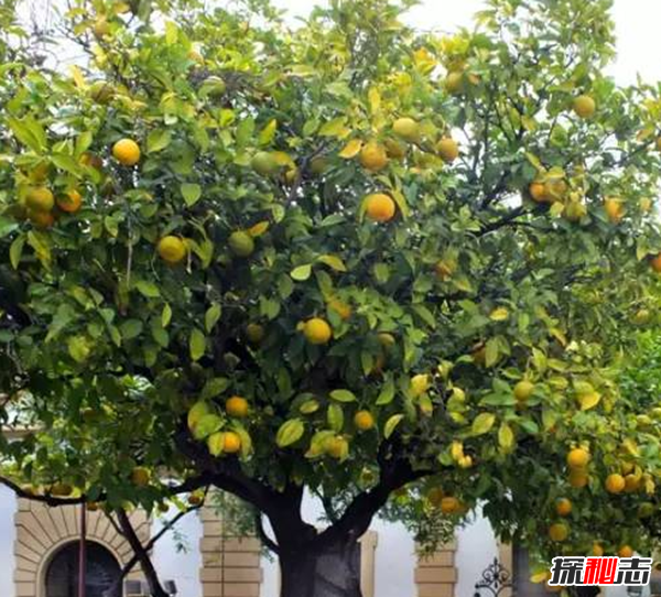 镇宅辟邪什么植物最好 十大镇宅辟邪的植物(封建迷信)960 / 作者:UFO爱好者 / 帖子ID:104857