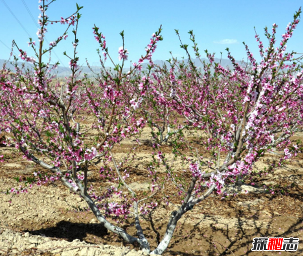 镇宅辟邪什么植物最好 十大镇宅辟邪的植物(封建迷信)996 / 作者:UFO爱好者 / 帖子ID:104857