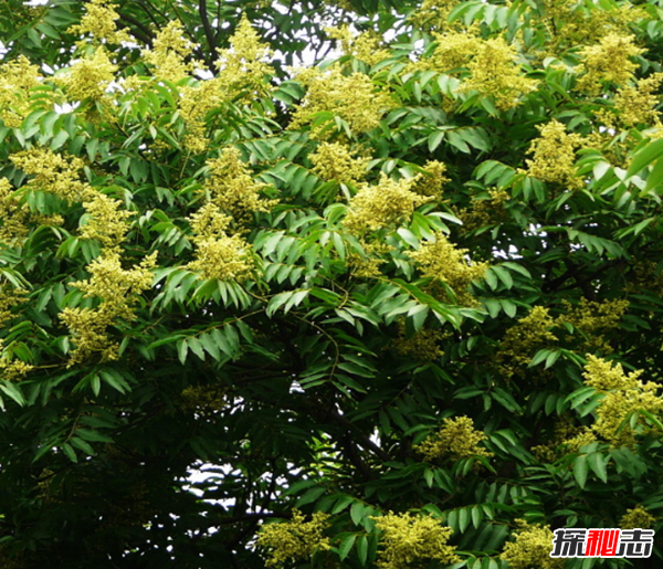 镇宅辟邪什么植物最好 十大镇宅辟邪的植物(封建迷信)311 / 作者:UFO爱好者 / 帖子ID:104857