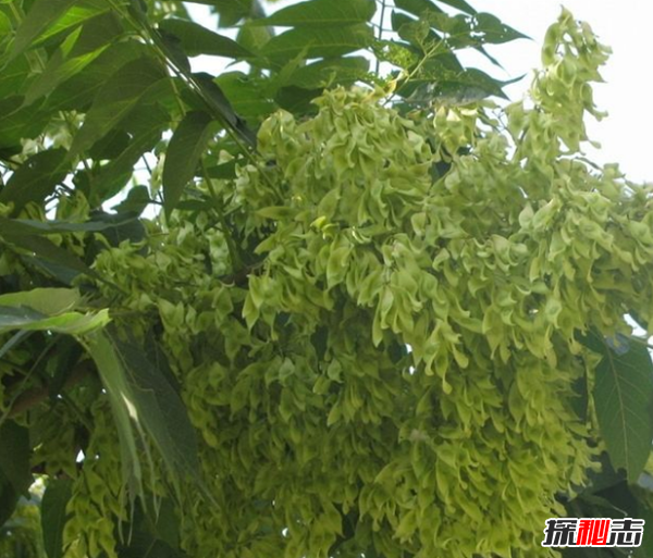 镇宅辟邪什么植物最好 十大镇宅辟邪的植物(封建迷信)901 / 作者:UFO爱好者 / 帖子ID:104857