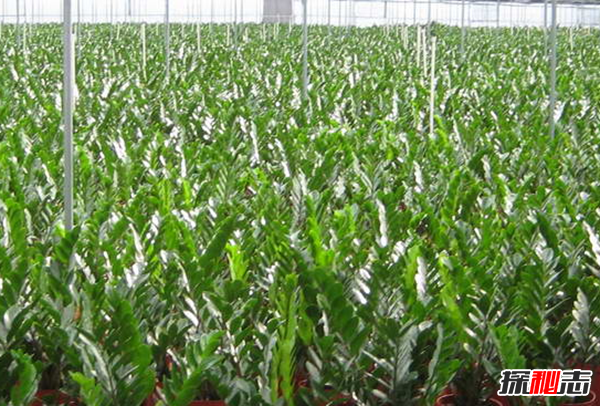 镇宅辟邪什么植物最好 十大镇宅辟邪的植物(封建迷信)252 / 作者:UFO爱好者 / 帖子ID:104857