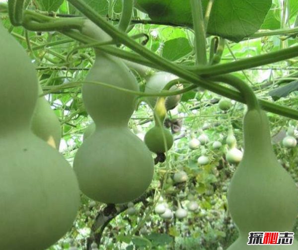 镇宅辟邪什么植物最好 十大镇宅辟邪的植物(封建迷信)461 / 作者:UFO爱好者 / 帖子ID:104857
