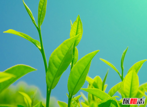 赶紧摆起来!八种植物招财又旺宅,万年青四季长青不衰败450 / 作者:UFO爱好者 / 帖子ID:104822