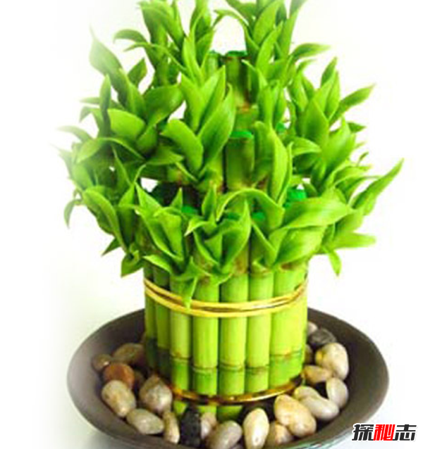 赶紧摆起来!八种植物招财又旺宅,万年青四季长青不衰败858 / 作者:UFO爱好者 / 帖子ID:104822