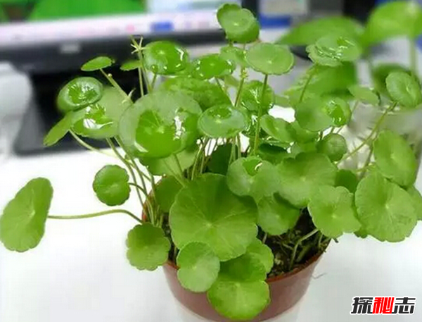 赶紧摆起来!八种植物招财又旺宅,万年青四季长青不衰败396 / 作者:UFO爱好者 / 帖子ID:104822