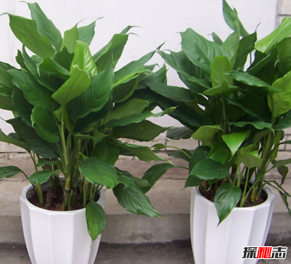赶紧摆起来!八种植物招财又旺宅,万年青四季长青不衰败440 / 作者:UFO爱好者 / 帖子ID:104822