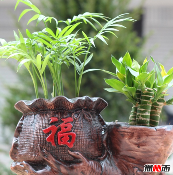 赶紧摆起来!八种植物招财又旺宅,万年青四季长青不衰败52 / 作者:UFO爱好者 / 帖子ID:104822