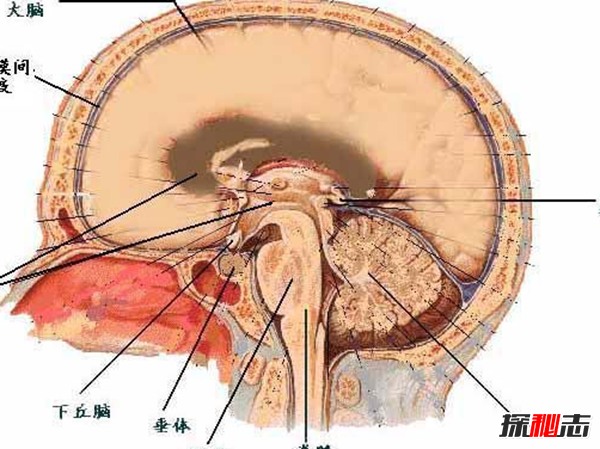 你知道吗?最难治愈的十大癌症,胰腺癌被称为癌中之王(死亡率高)813 / 作者:UFO爱好者 / 帖子ID:104851