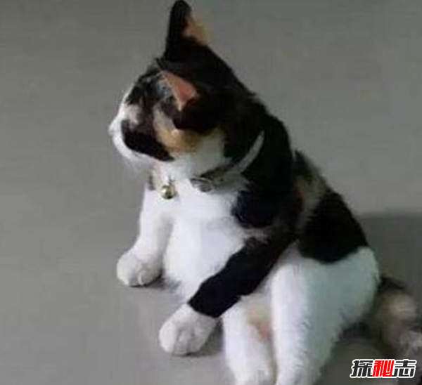 看过来!新手养猫要注意什么,猫的十种特殊举动含义539 / 作者:UFO爱好者 / 帖子ID:104817