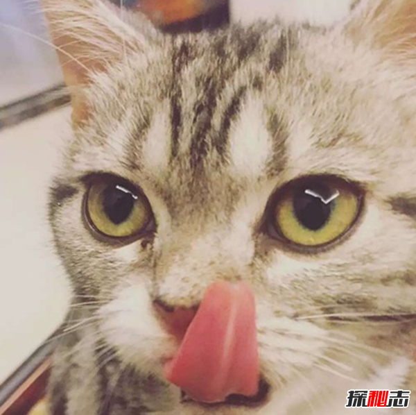 看过来!新手养猫要注意什么,猫的十种特殊举动含义302 / 作者:UFO爱好者 / 帖子ID:104817