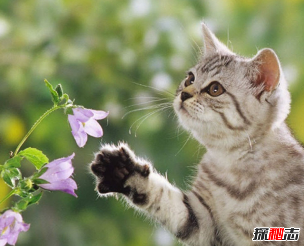 看过来!新手养猫要注意什么,猫的十种特殊举动含义453 / 作者:UFO爱好者 / 帖子ID:104817