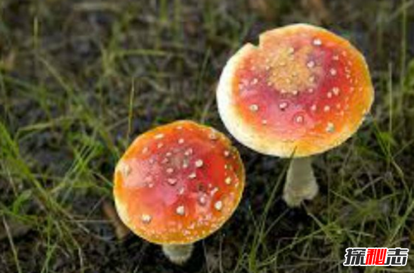 致命毒药有哪些?盘点致死速度最快的十种毒药311 / 作者:UFO爱好者 / 帖子ID:104784