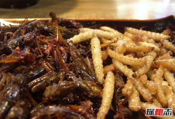 吃过吗?十大最火最奇怪的油炸食品,油炸竹虫在泰国极受欢迎257 / 作者:UFO爱好者 / 帖子ID:104766