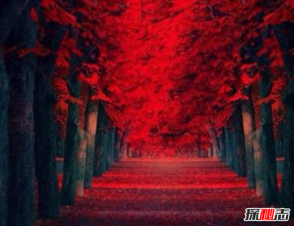 你发现了吗?最诡异的10个隐秘房间,巴黎70岁废弃房藏无价画549 / 作者:UFO爱好者 / 帖子ID:104730
