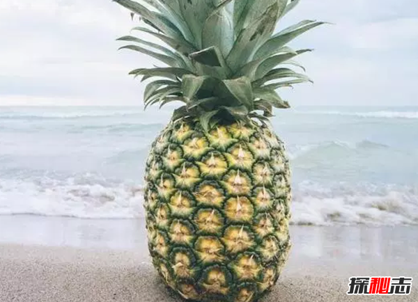 七天不喝水只吃水果?含水量最高的10种水果368 / 作者:UFO爱好者 / 帖子ID:89183
