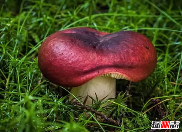 比砒霜还毒?盘点十大有毒快速致死食物,说不定你每天都在吃548 / 作者:UFO爱好者 / 帖子ID:89182