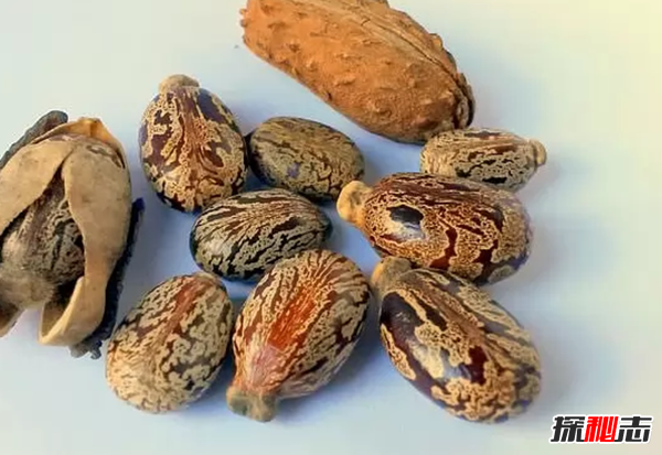 比砒霜还毒?盘点十大有毒快速致死食物,说不定你每天都在吃569 / 作者:UFO爱好者 / 帖子ID:89182