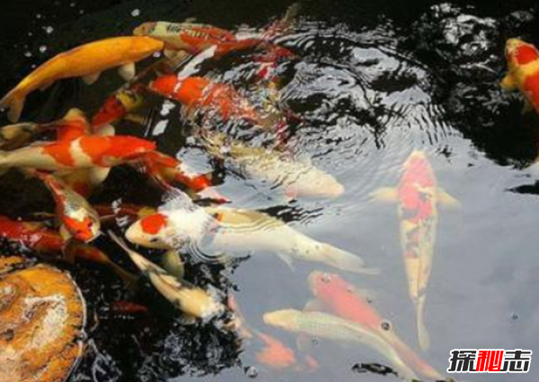 锦鲤寓意什么意思?锦鲤养几条最吉利，养锦鲤多换水729 / 作者:UFO爱好者 / 帖子ID:77023