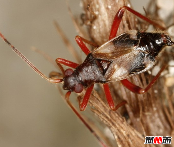 飞机上不能带什么东西?飞机上发现的十大禁带物品766 / 作者:UFO爱好者 / 帖子ID:104564