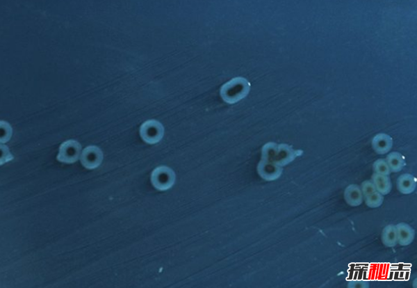 太空里有人尸吗?宇航员在太空的十大有趣经历341 / 作者:UFO爱好者 / 帖子ID:98104