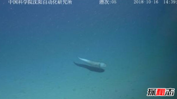 海星下潜6000米创纪录,海星下潜发现了什么?805 / 作者:UFO爱好者 / 帖子ID:89141