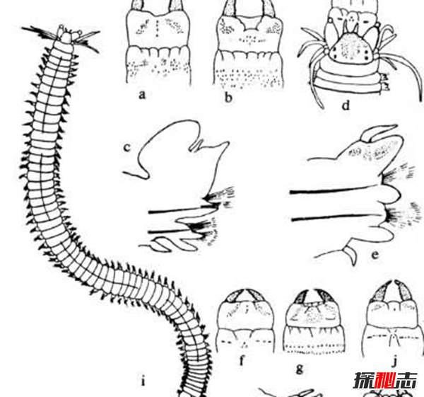 有史以来最小脑部是多小?谁的脑袋?561 / 作者:UFO爱好者 / 帖子ID:89135