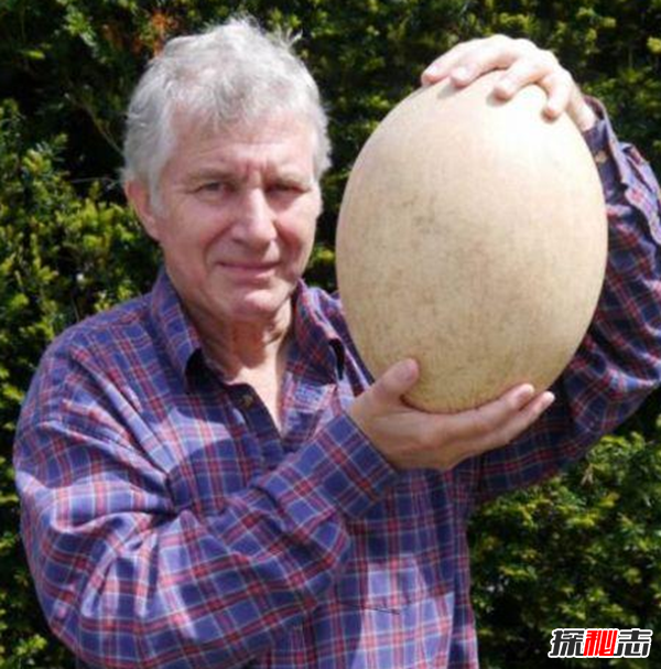 一枚鸡蛋约重多少克?揭秘世界上最大的鸡蛋662 / 作者:UFO爱好者 / 帖子ID:97935