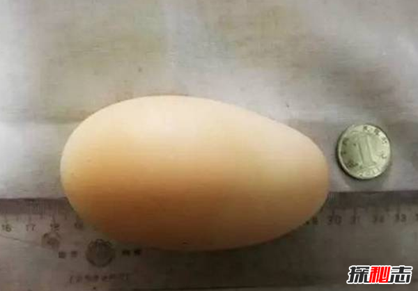 一枚鸡蛋约重多少克?揭秘世界上最大的鸡蛋687 / 作者:UFO爱好者 / 帖子ID:97935