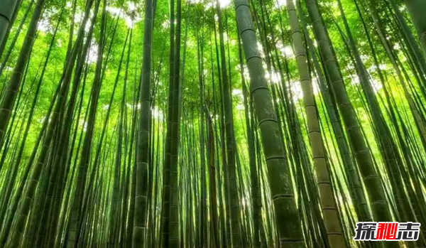 世界上生长最快的植物 第五仅4个月便和地球大小一样(四个)504 / 作者:UFO爱好者 / 帖子ID:98242