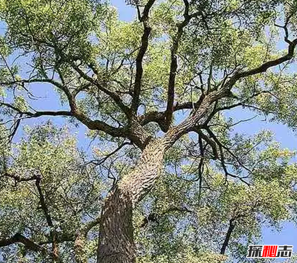 世界上生长最快的植物 第五仅4个月便和地球大小一样(四个)251 / 作者:UFO爱好者 / 帖子ID:98242