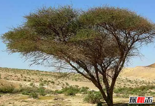 世界上生长最快的植物 第五仅4个月便和地球大小一样(四个)257 / 作者:UFO爱好者 / 帖子ID:98242