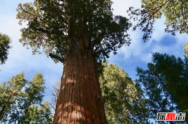 世界上生长最快的植物 第五仅4个月便和地球大小一样(四个)310 / 作者:UFO爱好者 / 帖子ID:98242