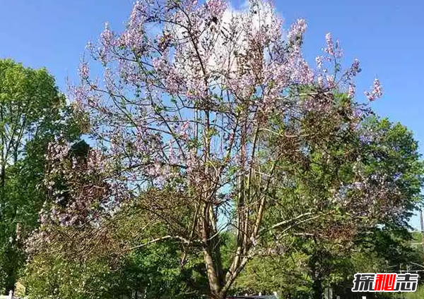 世界上生长最快的植物 第五仅4个月便和地球大小一样(四个)143 / 作者:UFO爱好者 / 帖子ID:98242