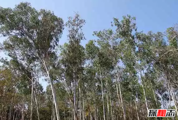 世界上生长最快的植物 第五仅4个月便和地球大小一样(四个)18 / 作者:UFO爱好者 / 帖子ID:98242