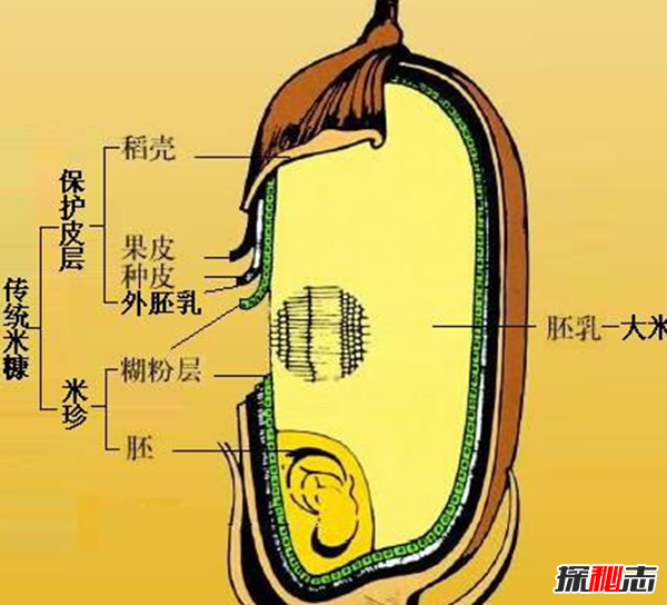 糙米是什么米?食用糙米给人体健康带来的十大功效与作用325 / 作者:UFO爱好者 / 帖子ID:76127