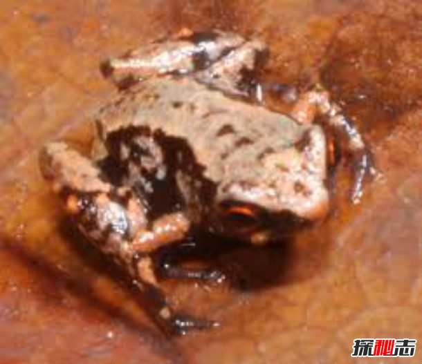 世界上十大最小东西：最小猴子和蚕豆一般大小(可放口袋)145 / 作者:UFO爱好者 / 帖子ID:98236