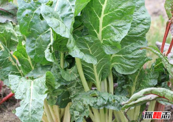 吃甜菜有什么好处?十大功效与作用（降低患病风险）727 / 作者:UFO爱好者 / 帖子ID:74718