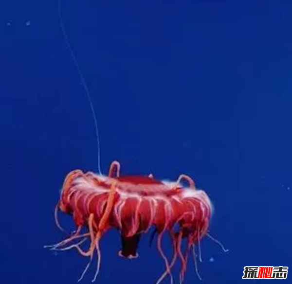 世界上十大会发光的动物 第六95%水组成,第八无眼睛产剧毒944 / 作者:UFO爱好者 / 帖子ID:98061