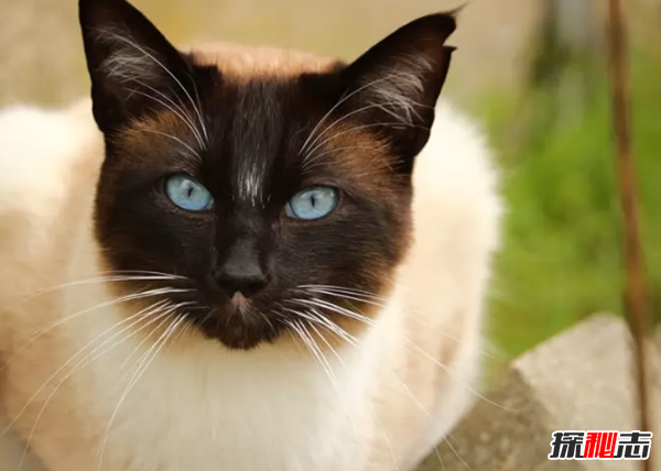 世界上10大最好看的猫品种 暹罗猫/玩具虎猫榜上有名343 / 作者:UFO爱好者 / 帖子ID:97373