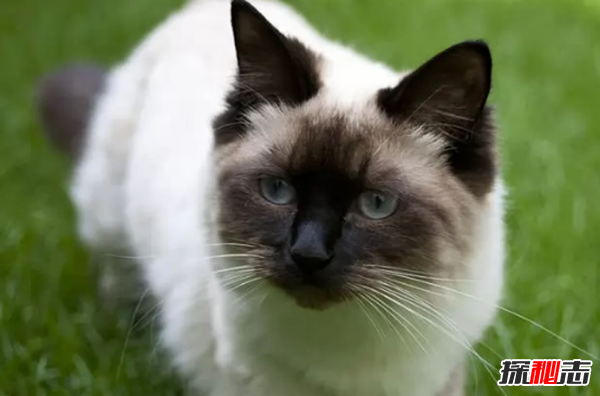 世界上10大最好看的猫品种 暹罗猫/玩具虎猫榜上有名14 / 作者:UFO爱好者 / 帖子ID:97373