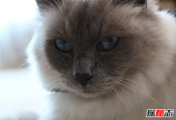 世界上10大最好看的猫品种 暹罗猫/玩具虎猫榜上有名547 / 作者:UFO爱好者 / 帖子ID:97373