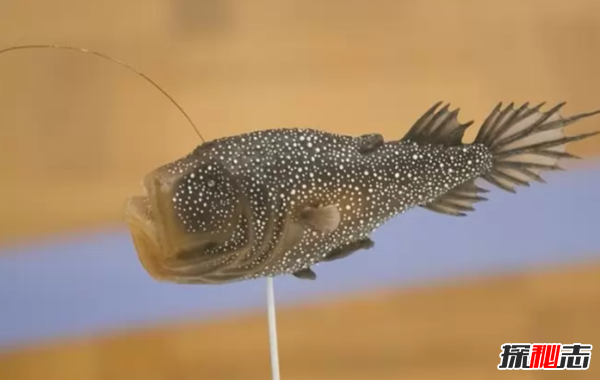 世界上最浪漫的10种动物 比人类的感情还真挚(令人惊叹)356 / 作者:UFO爱好者 / 帖子ID:97282